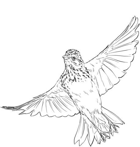 Vesper Sparrow In Flight Coloring Page